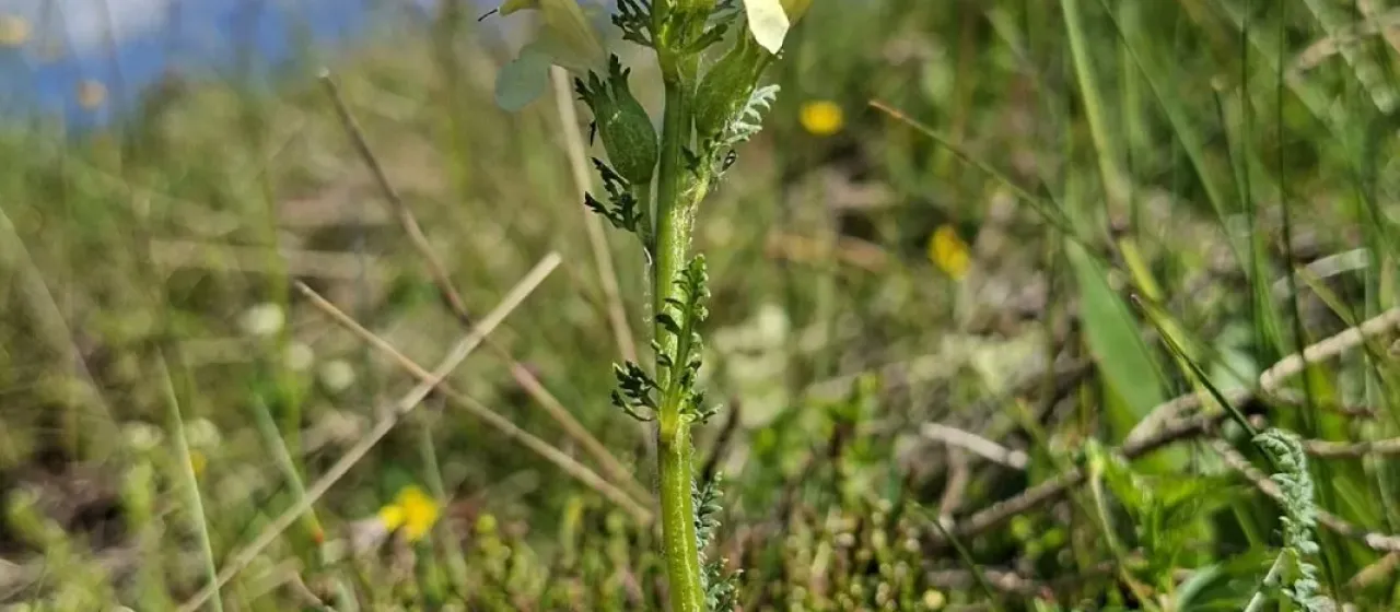 Tuberous lousewort