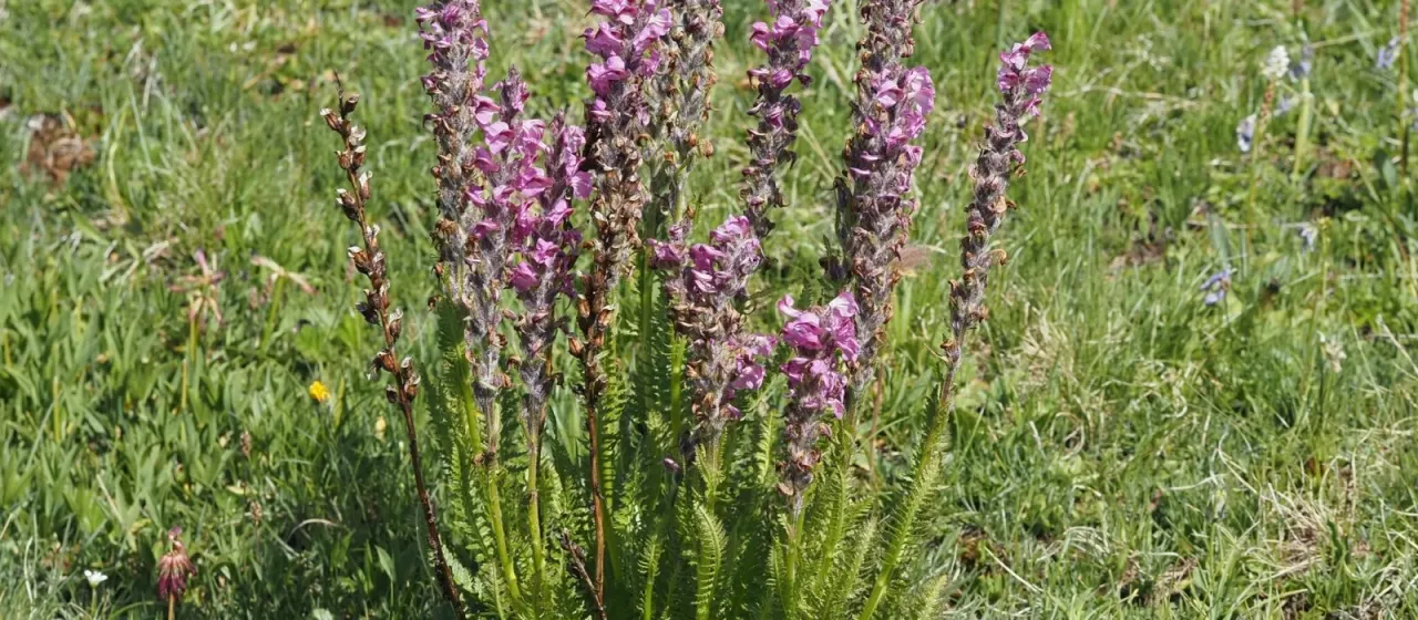 Beaked lousewort