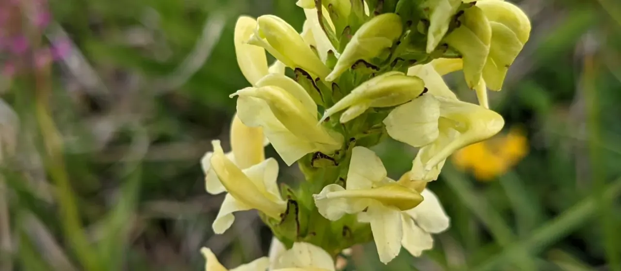 Pedicularis ascendens