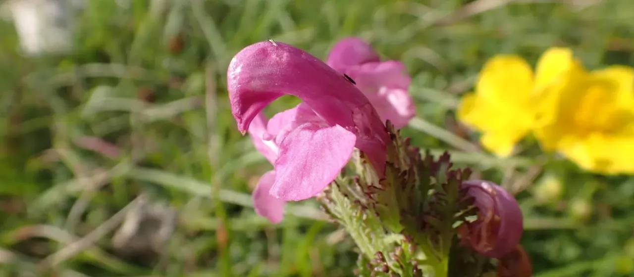 Pedicularis gyroflexa