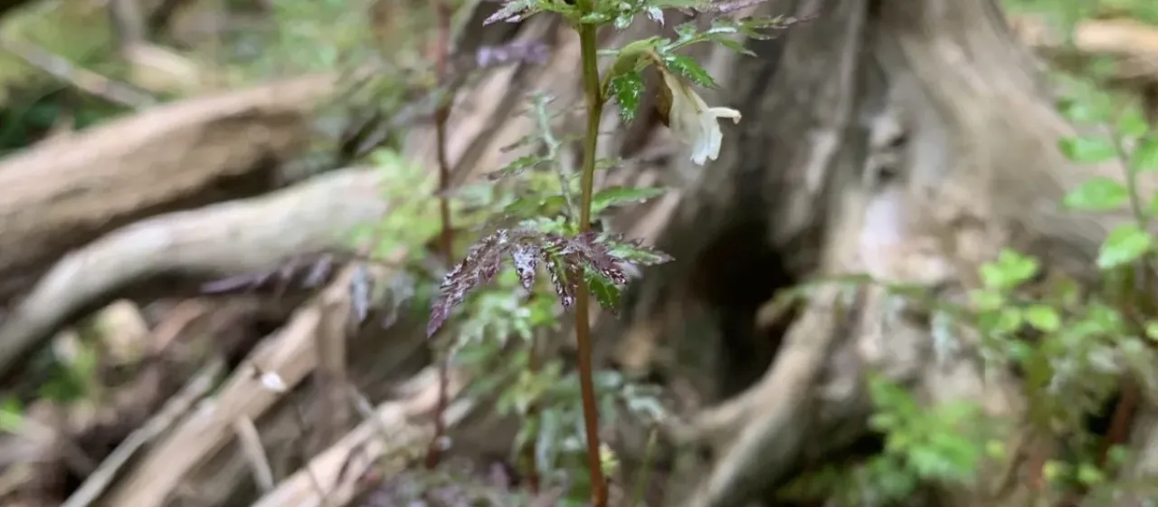 Pedicularis keiskei
