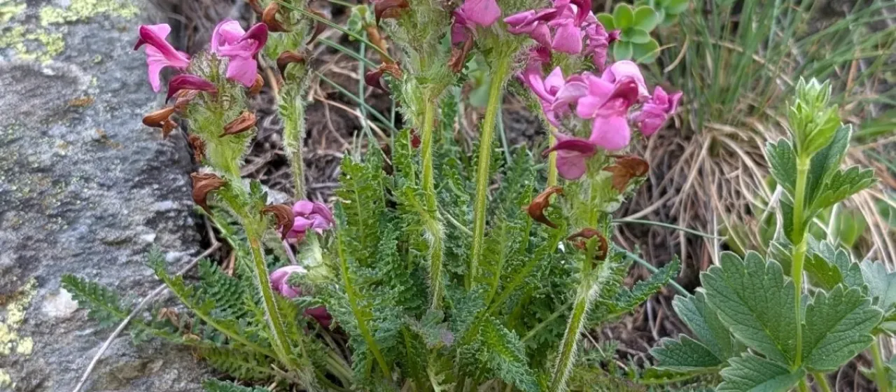 Pedicularis cenisia