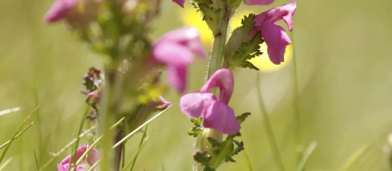 Pyrenean lousewort