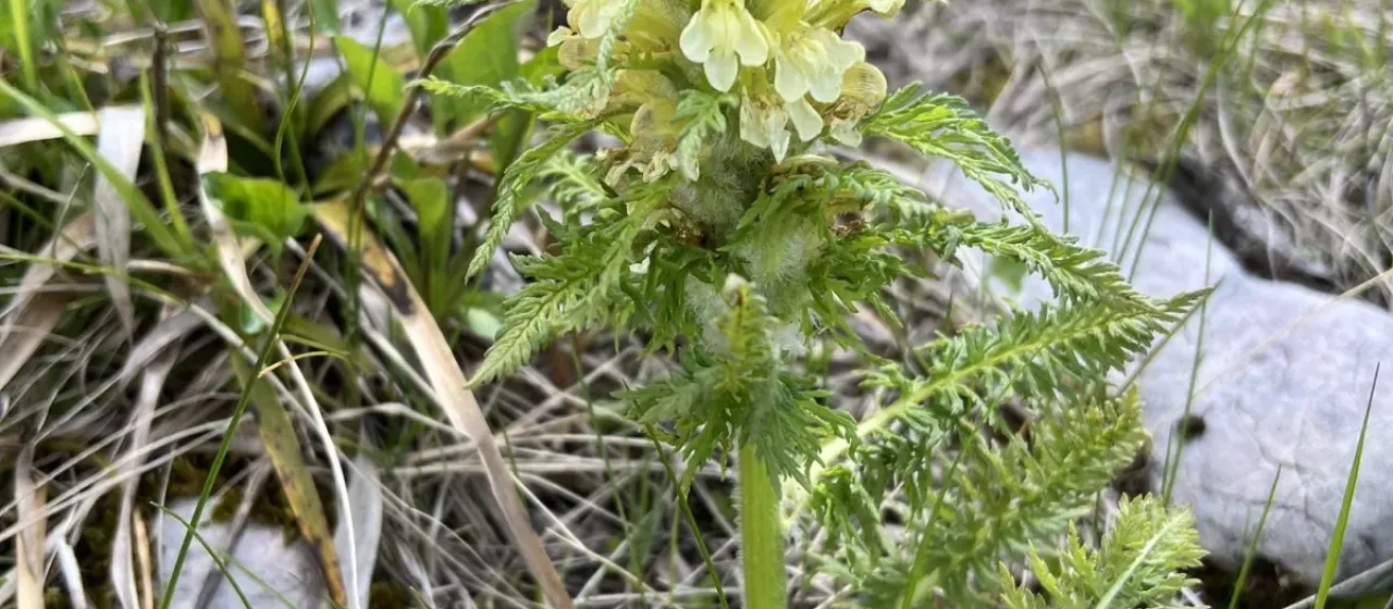 Pedicularis brachyodonta