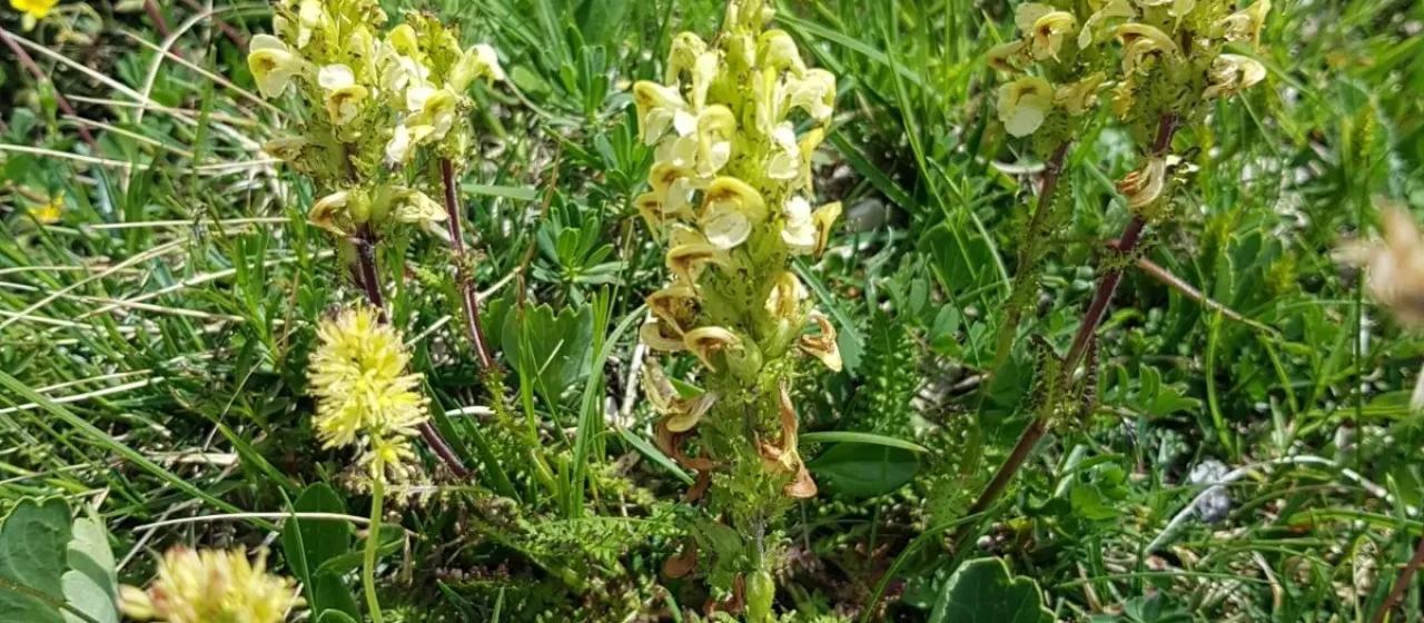 Fern-leaved lousewort