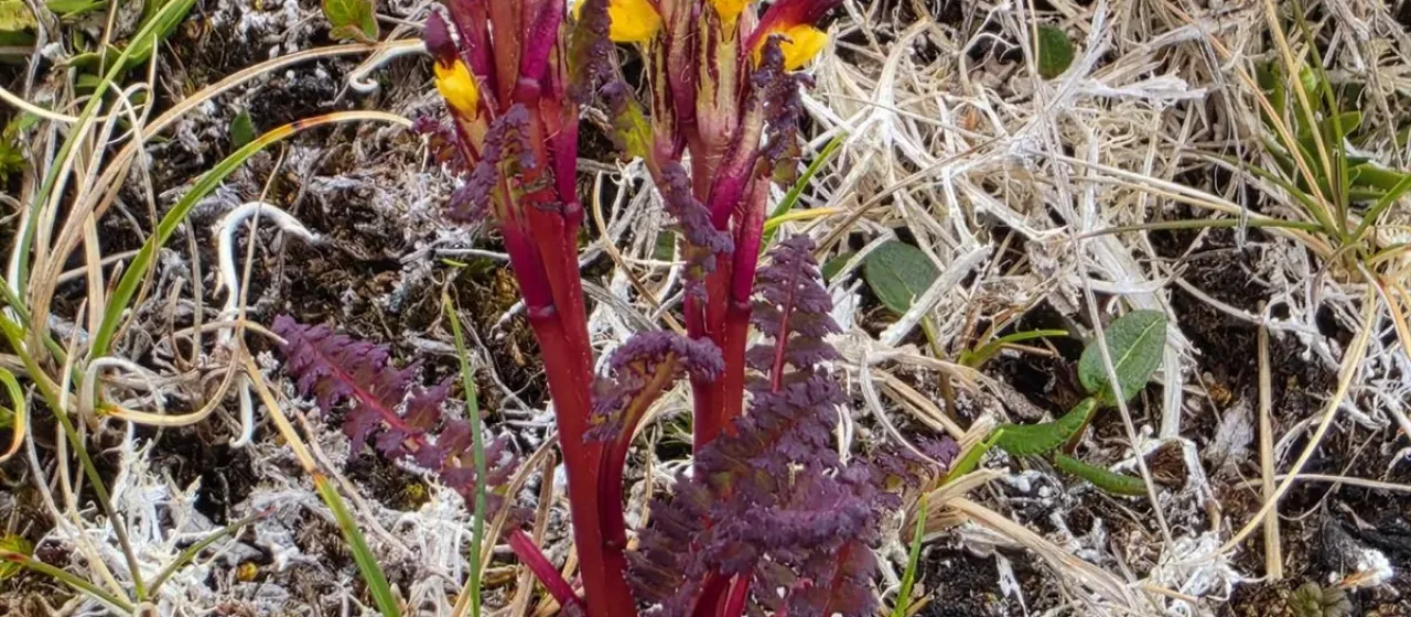 Flame-colored lousewort