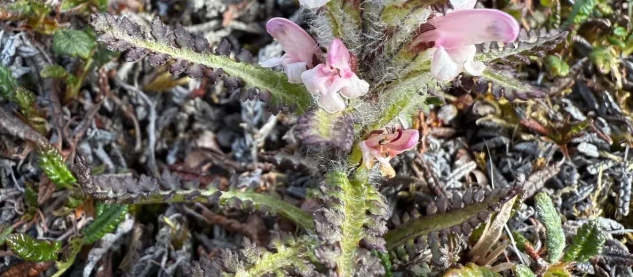Hairy lousewort