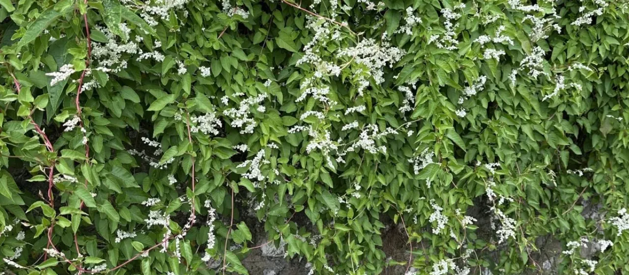 Russian vine