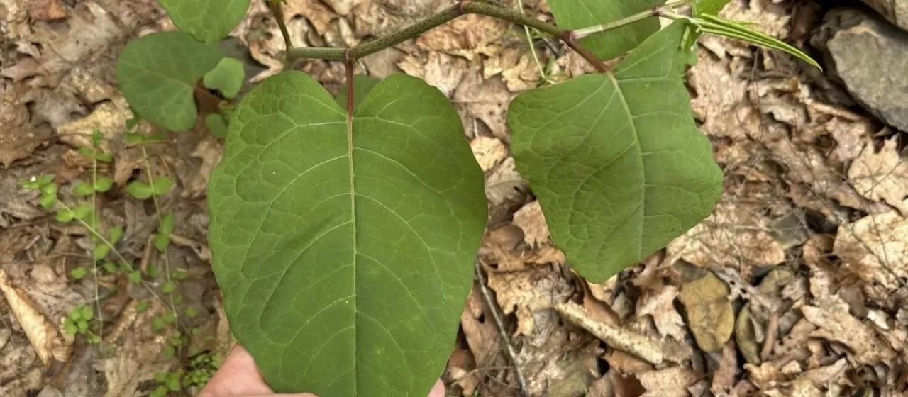 Giant knotweed