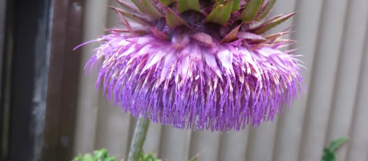 Purple thistle