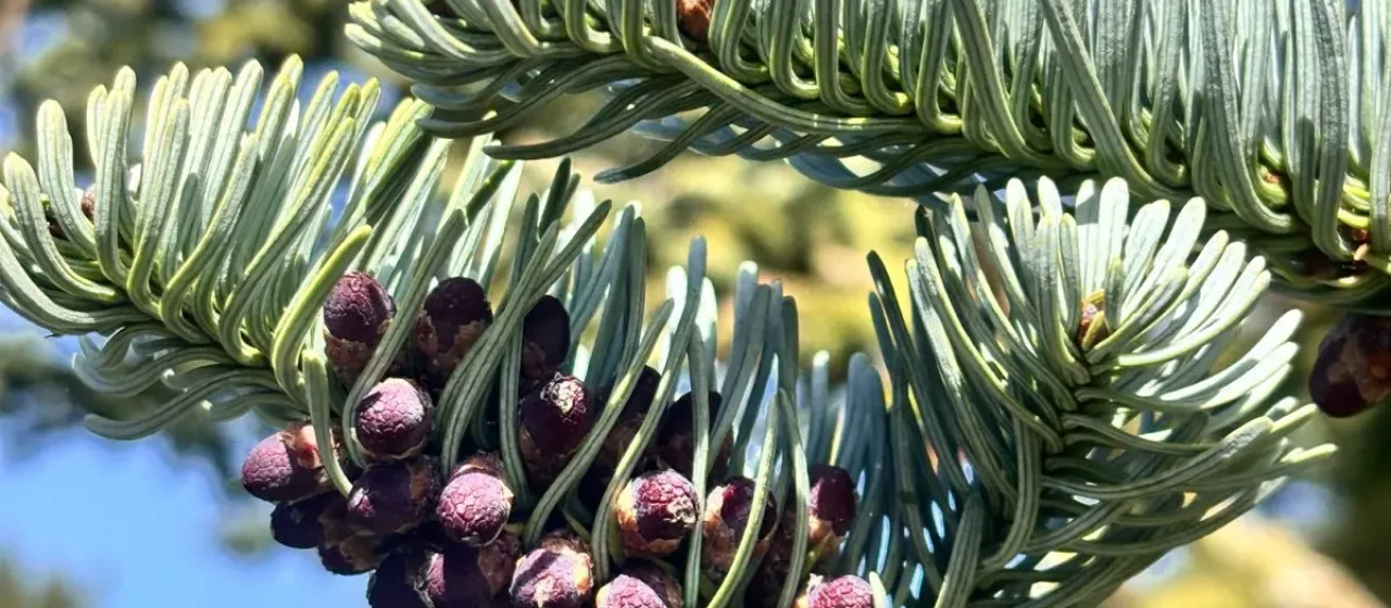 Noble fir