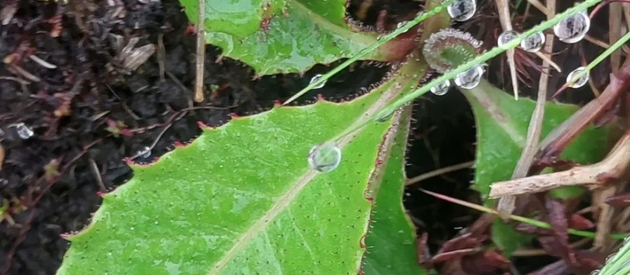 Leontodon filii