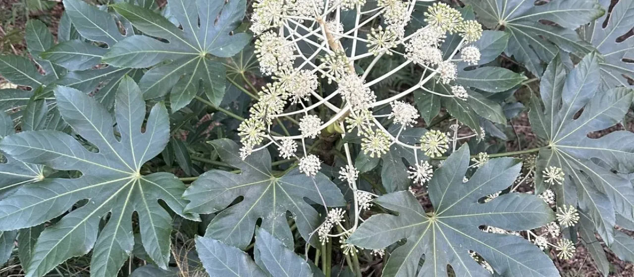 Fatsia