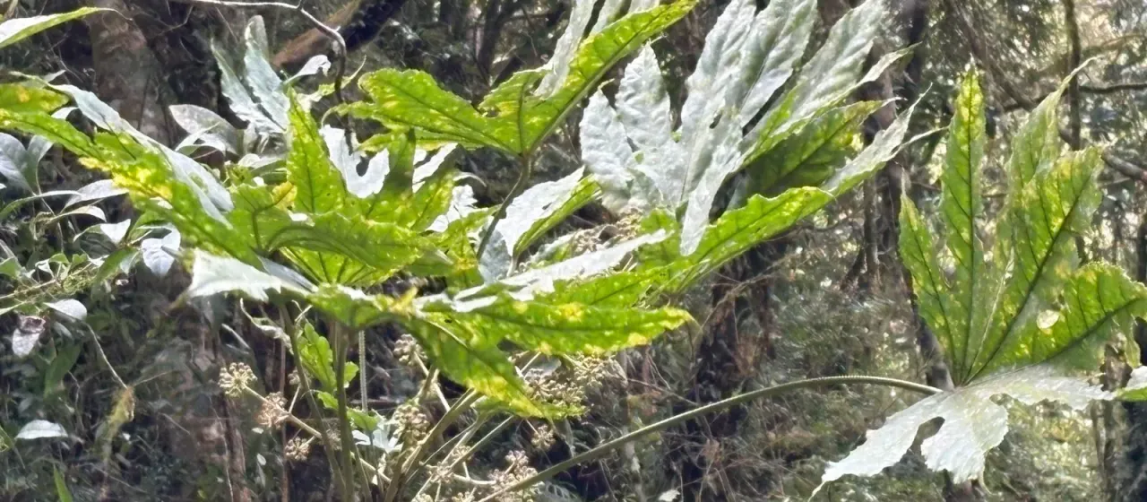 Fatsia polycarpa