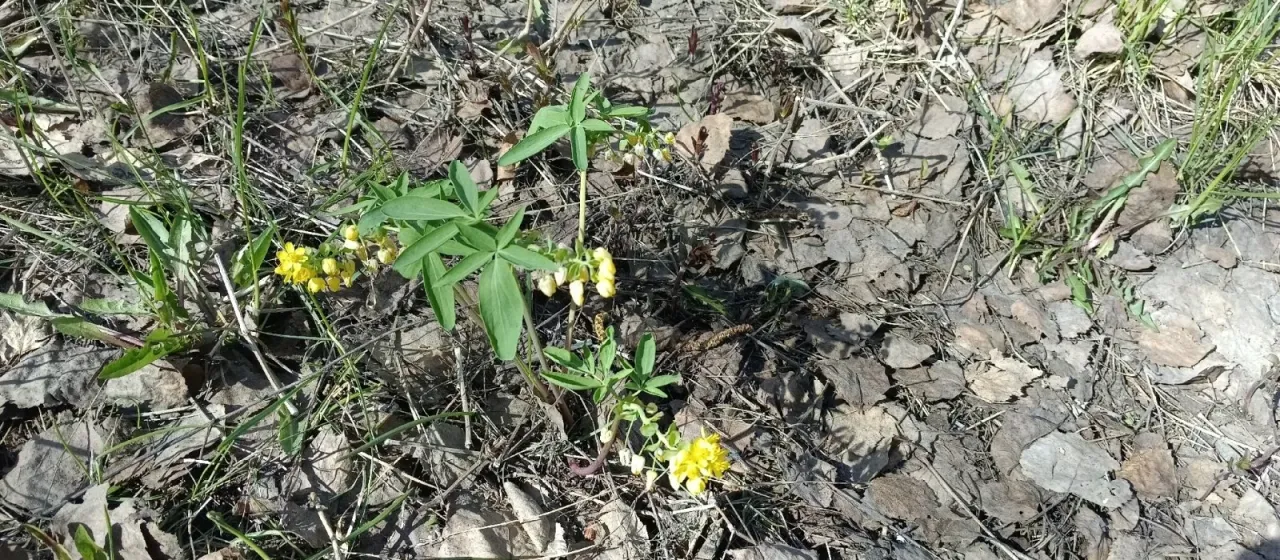 Gymnospermium altaicum