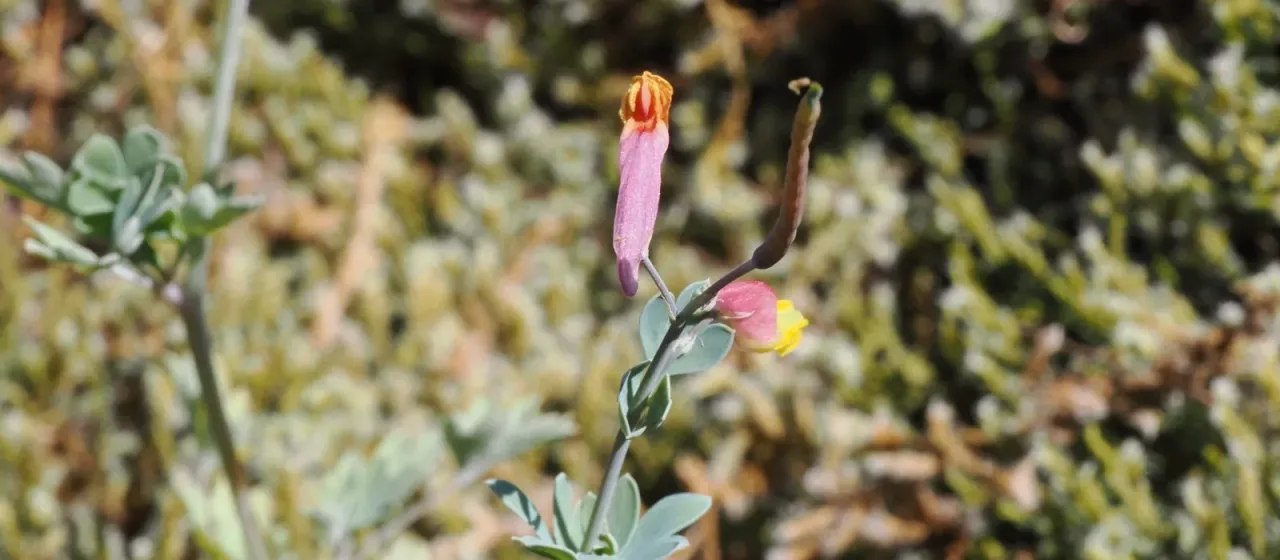 Pink corydalis