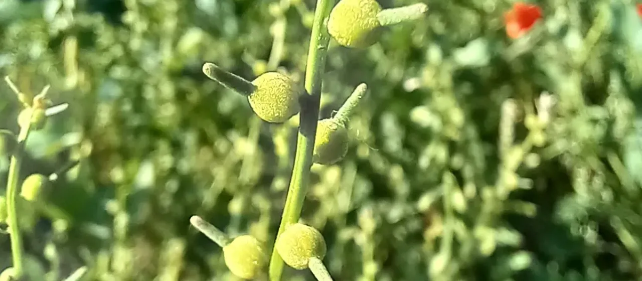 Litwinowia tenuissima