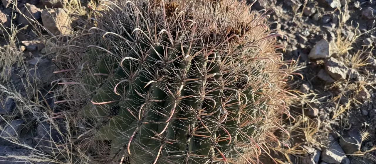 Ferocactus wislizeni