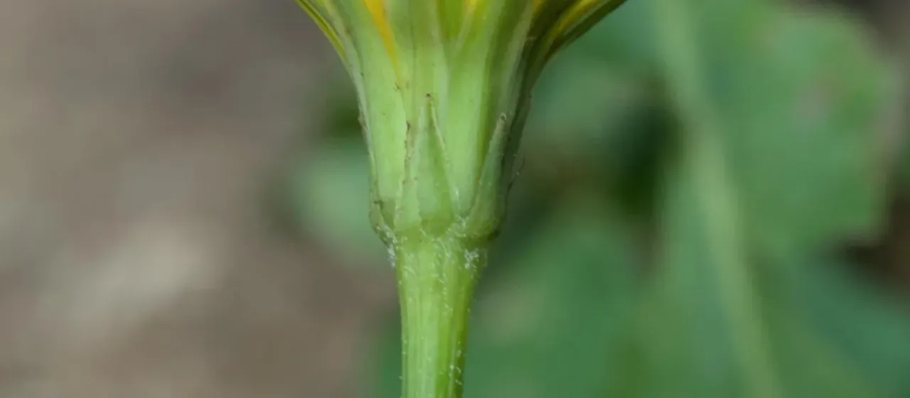 Hyoseris radiata