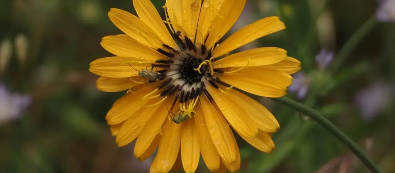 Hymenonema laconicum