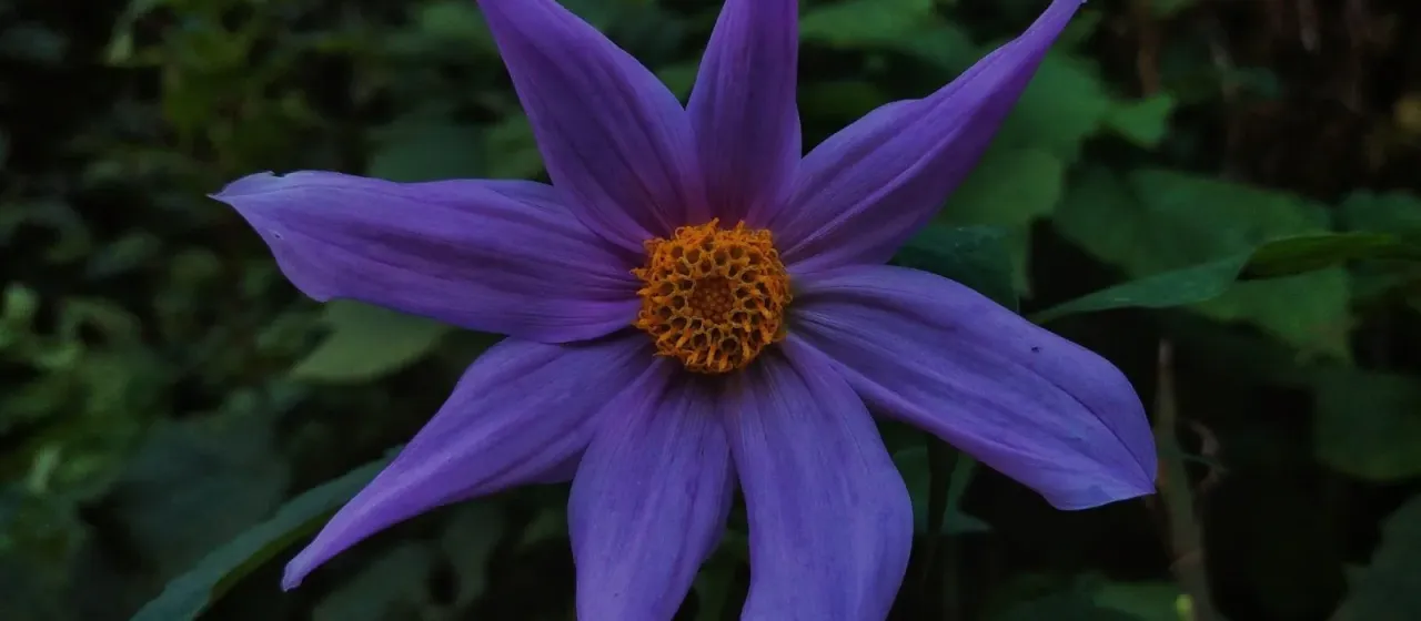 Bell tree dahlia