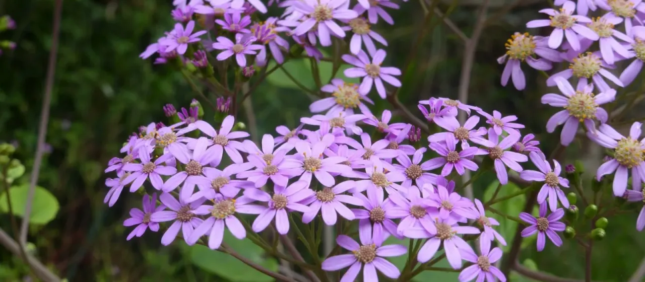 Pericallis malvifolia