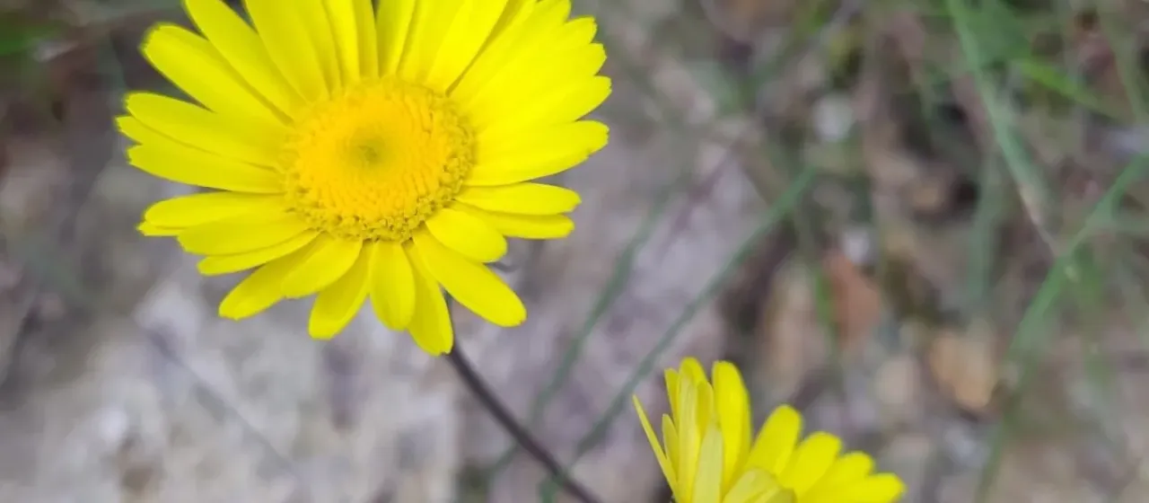 Yellow leucanthemopsis