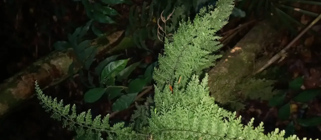 Killarney fern