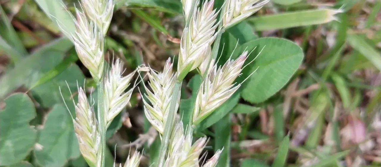 Hybrid Ryegrass
