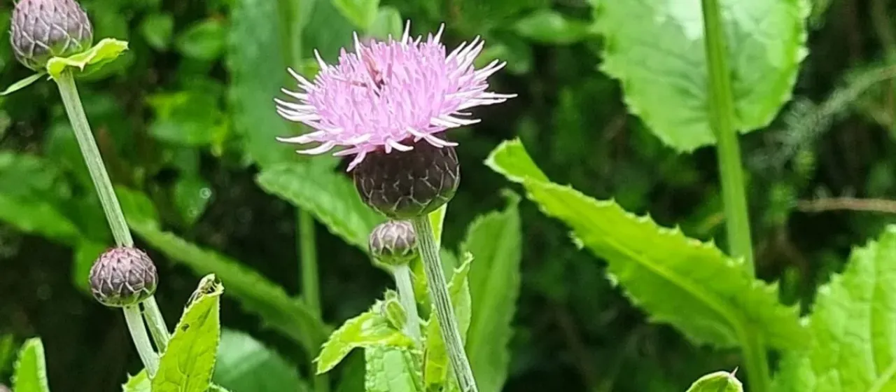 Broad-leaved thistle