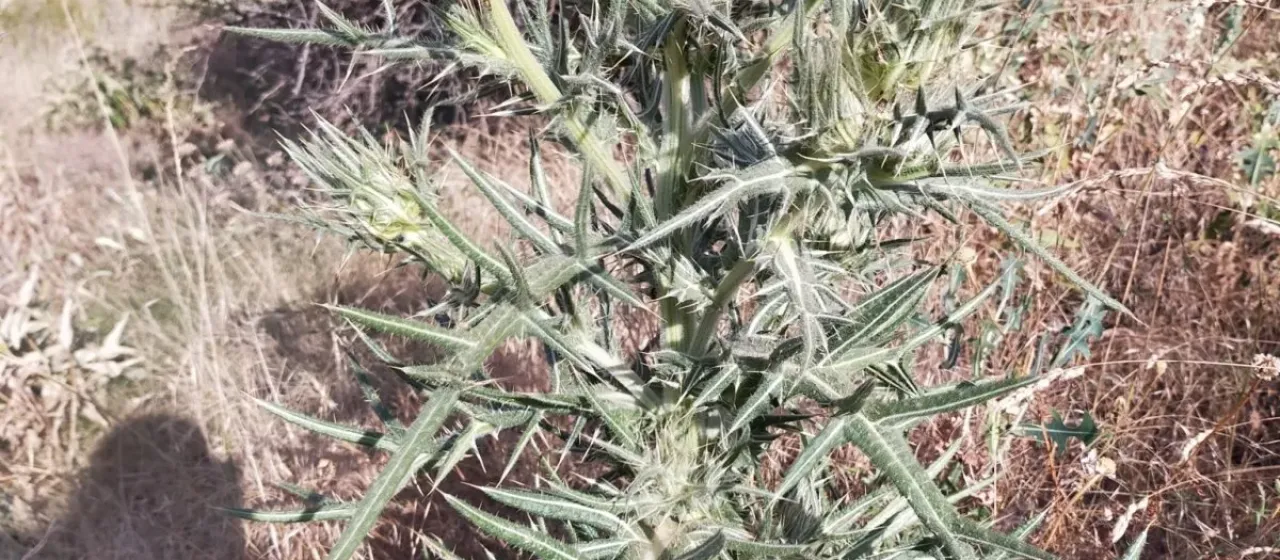Cirsium odontolepis