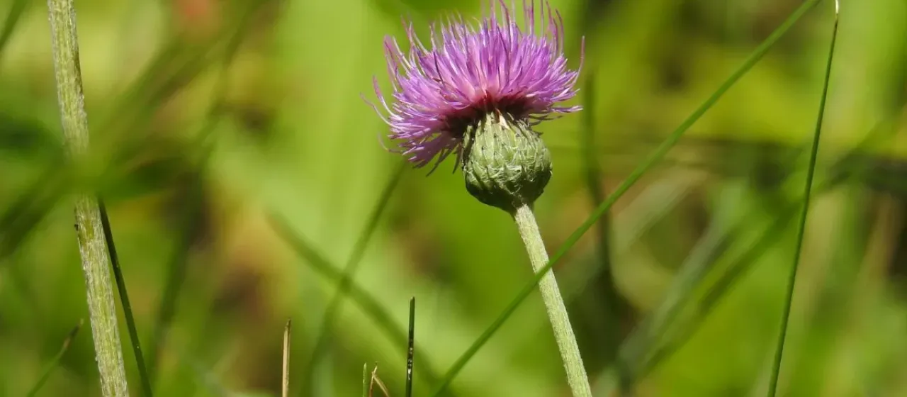 Welwitsch's Thistle