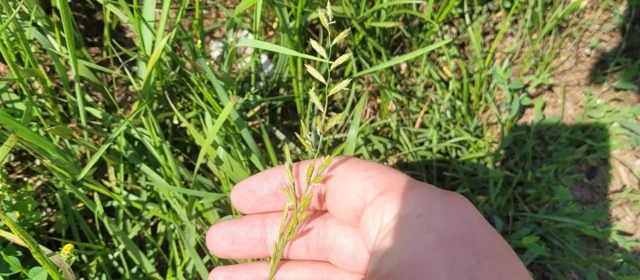 x Festulolium braunii (K. Richter) A. Camus