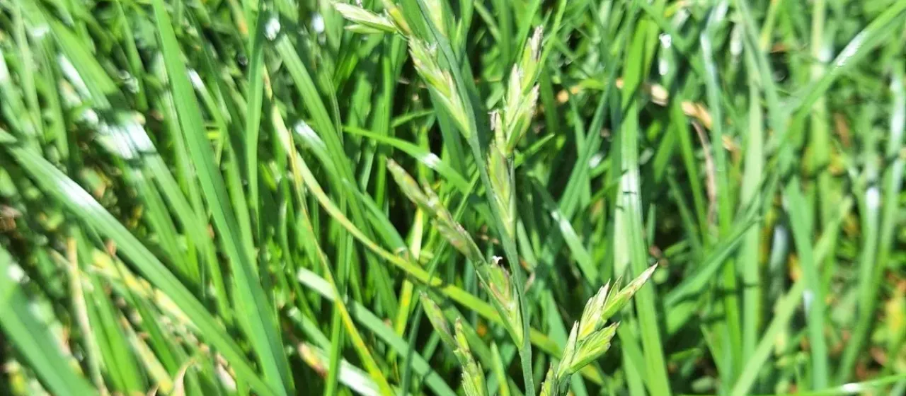 x Festulolium holmbergii (Dörfl.) P. Fourn.