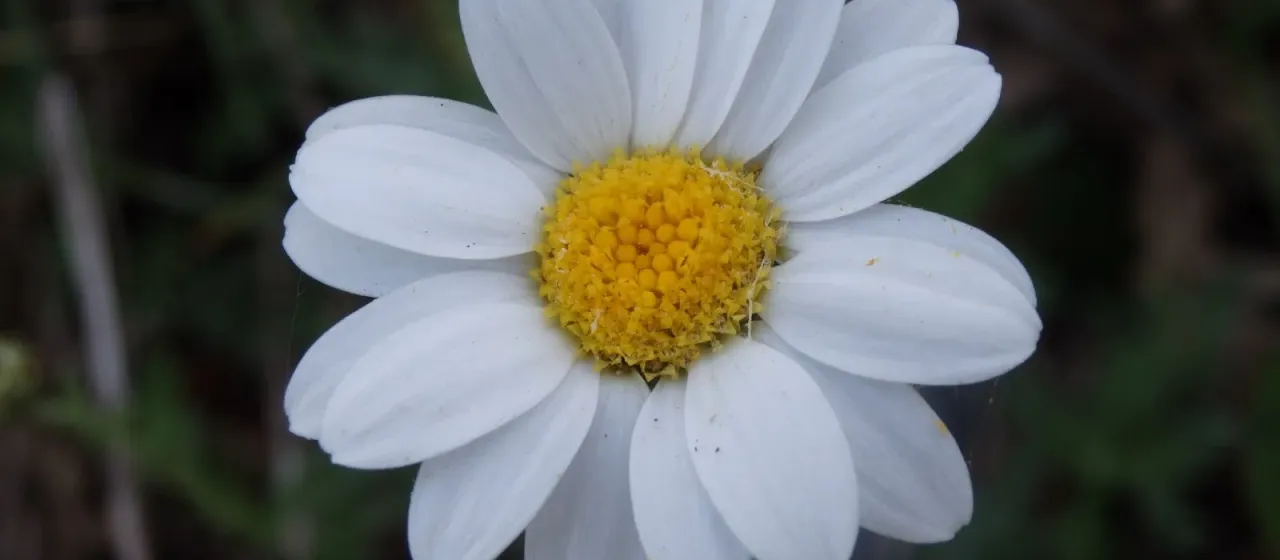 Phalacrocarpum oppositifolium