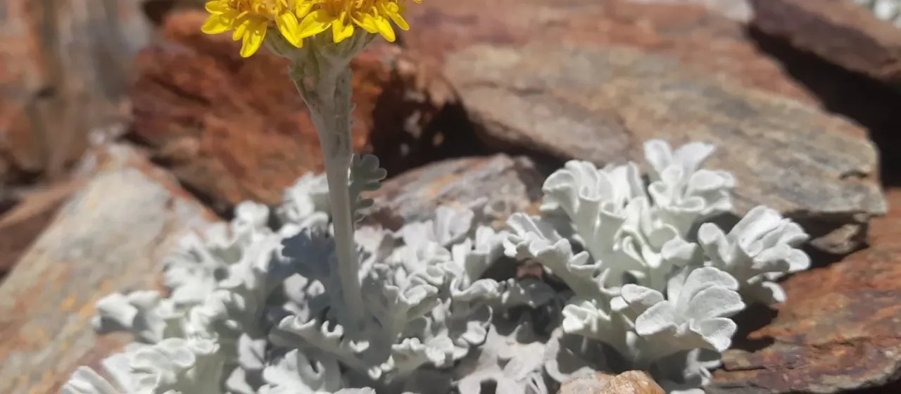 Silver ragwort