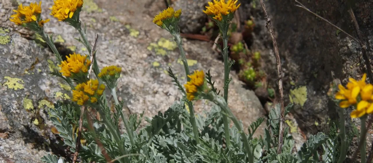 Grey ragwort