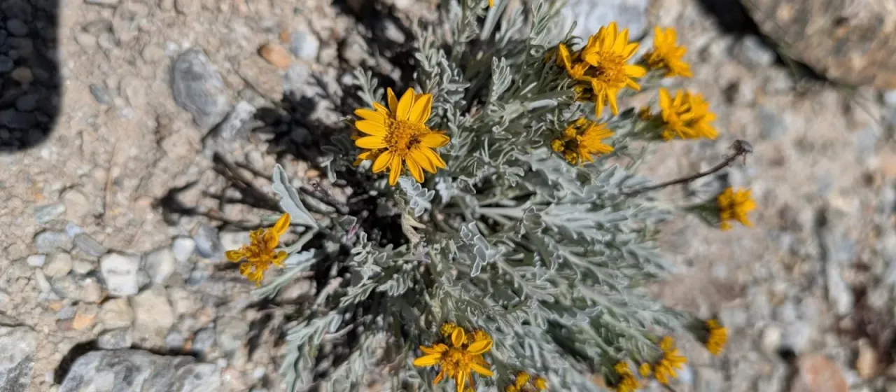 Крестовник одноцветковый