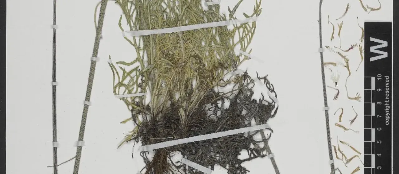 Jurinea glycacantha
