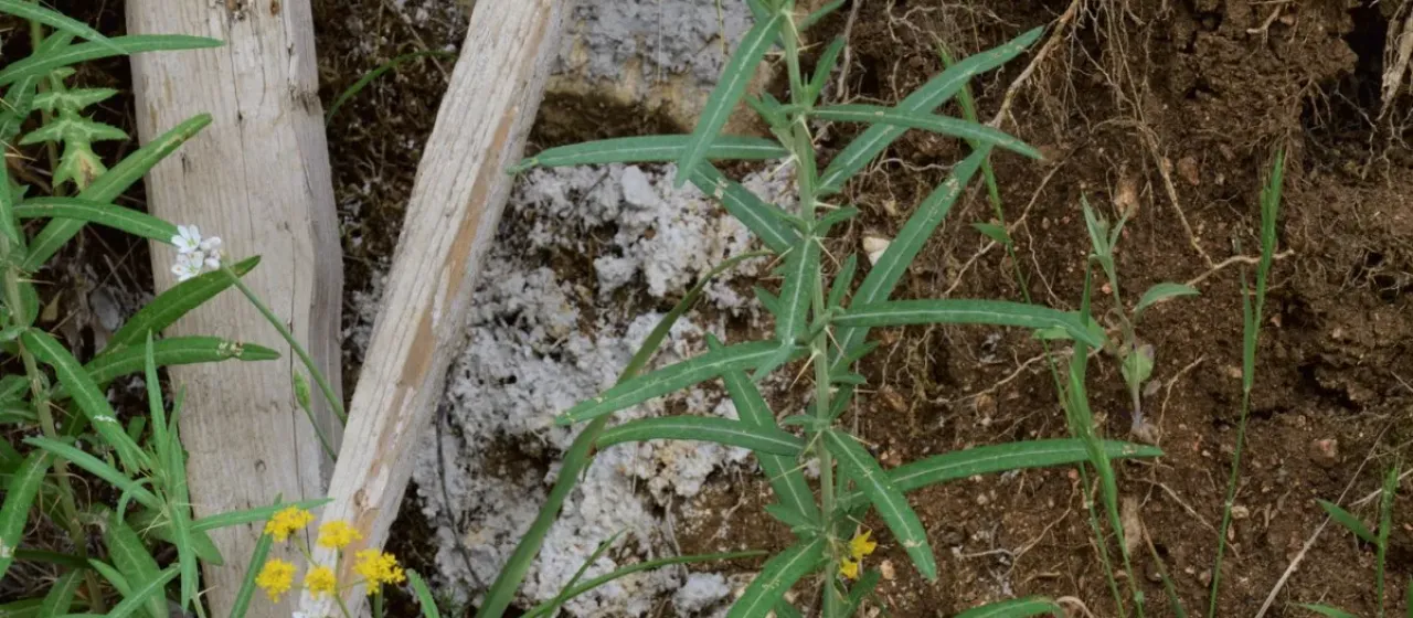 Ptilostemon stellatus