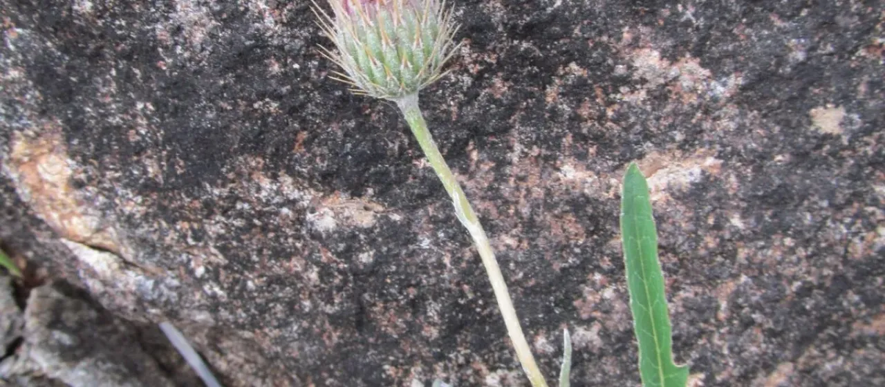 Klasea baetica