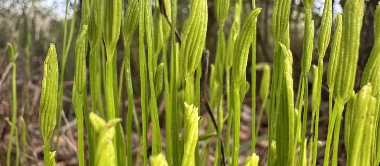Actinostachys pennula