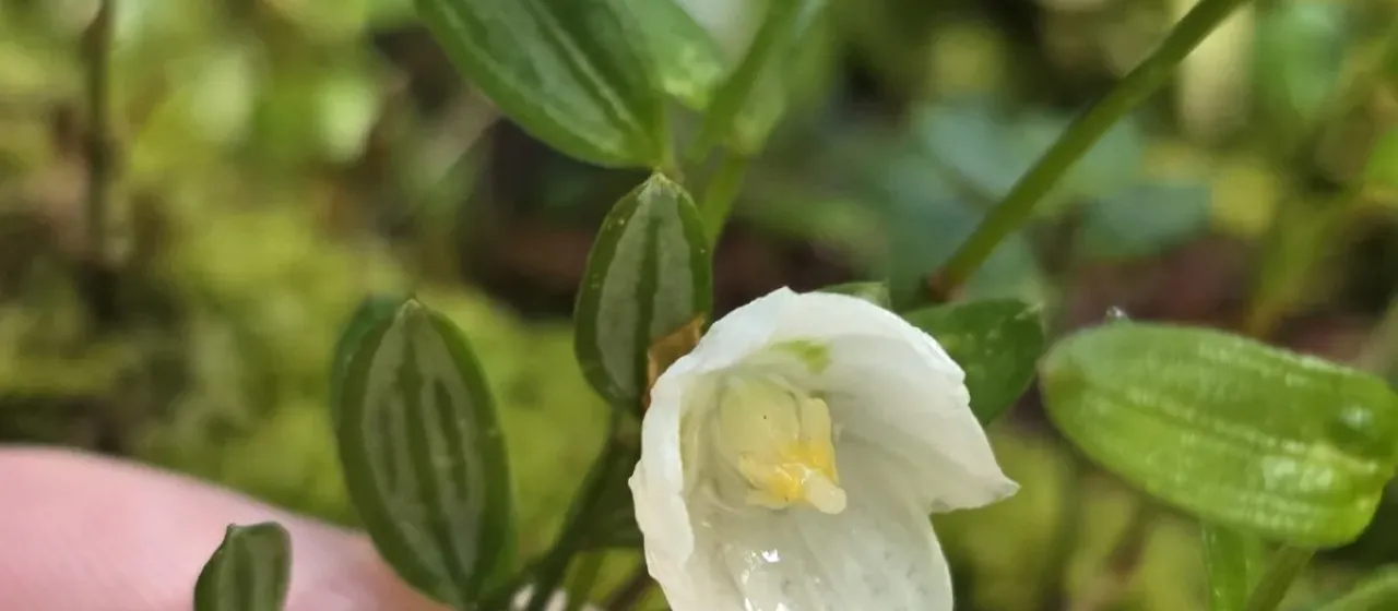 Luzuriaga parviflora