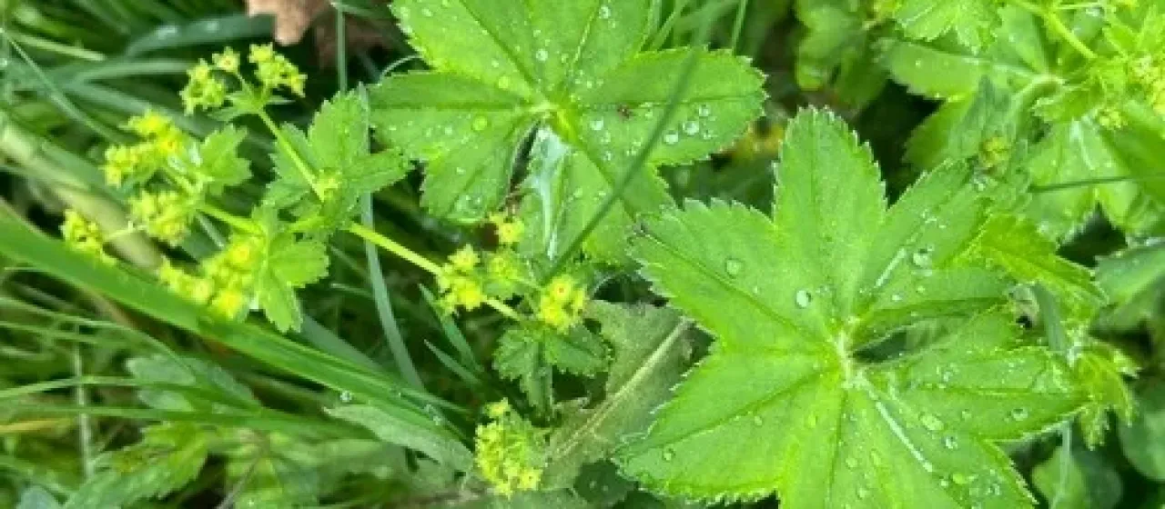 Baltic lady's mantle