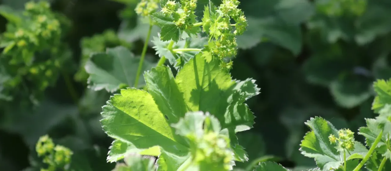 Wave-leaf lady's mantle