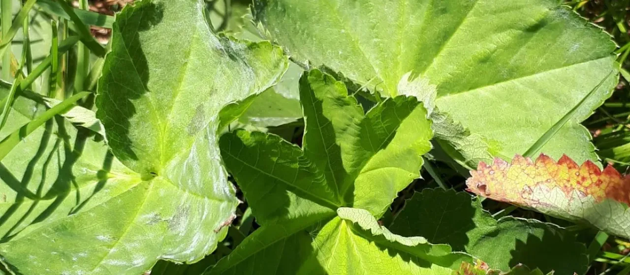 Alchemilla obtusa