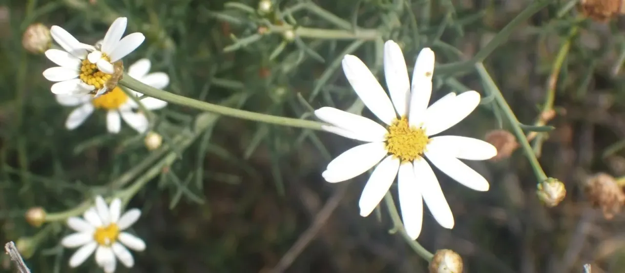 Argyranthemum gracile