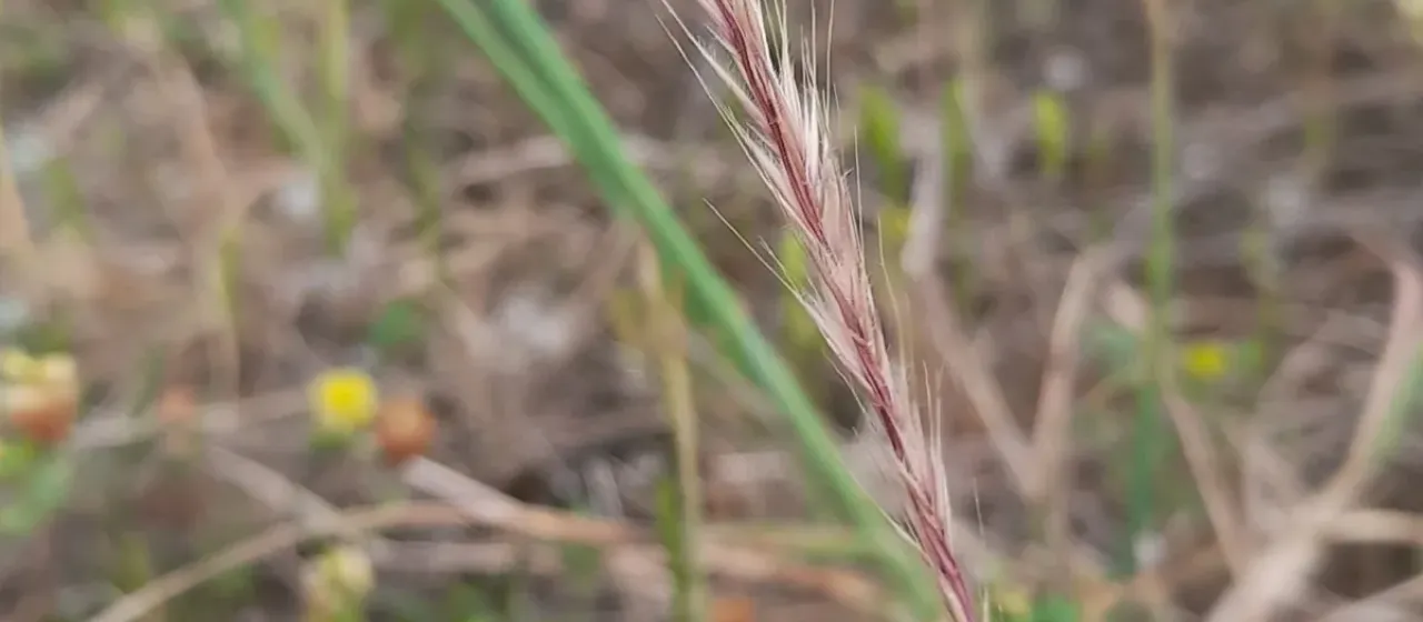 Danthon's Fescue