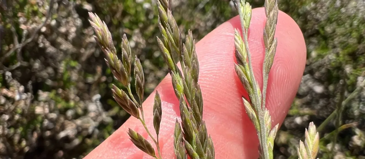 Fine-leaved fescue