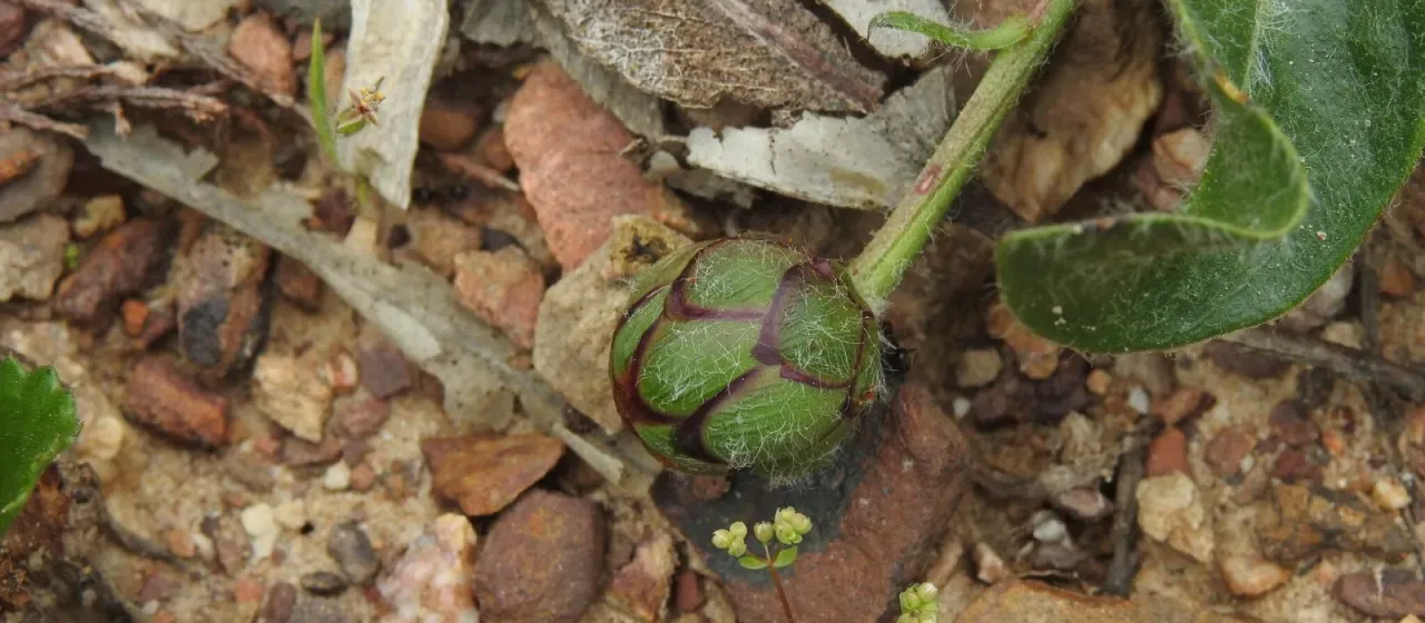 Rhaponticoides carrissoi